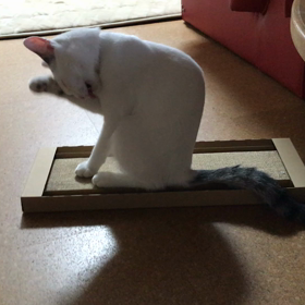 今日のテンの画像