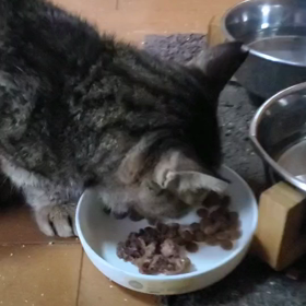 双葉の調子の画像