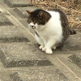 保護猫活動団体の譲渡会の画像