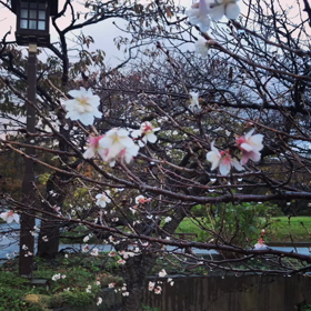 秋なのにさくら咲くの画像