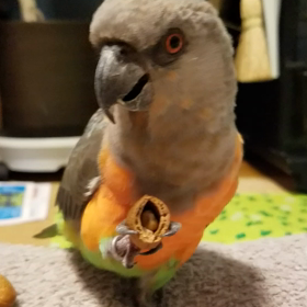 アーモンドの殻の画像