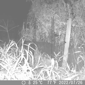 すぎぴたんの事件簿シーズン2　354話（続トマトの危機）の画像