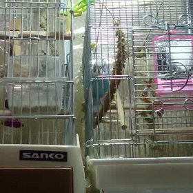 ゴンちゃんの画像