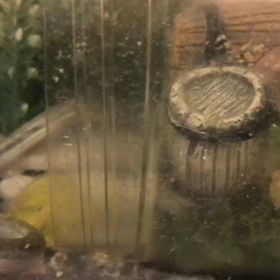 エサに喰らいつくドジョウ丸の画像