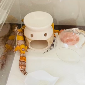 リュカちゃん　モカちゃんの尻尾の動きをみて‼︎の画像