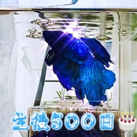 生後500日ベタ兄妹の画像