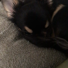 いちのお眠りの画像