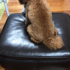 はちの大回転の画像