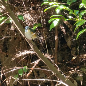 気遣いのできた青い鳥の画像