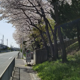 散りはじめました。の画像