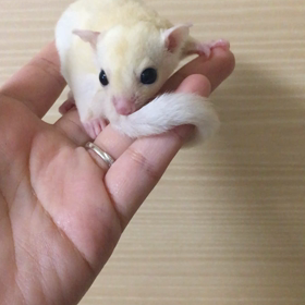 ☆フクロモモンガ・リューシ君☆の画像