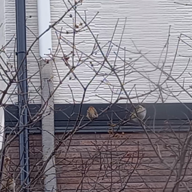 今朝の鳥の様子と悩み事の画像