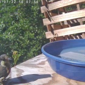 すぎぴたんの事件簿シーズン3　327話（あつ～い！あつ～い！　甲羅干し子ヤマガラ）の画像