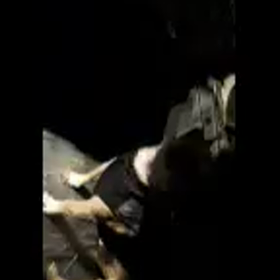 おしゃべりごんくんの画像