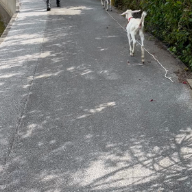 ヤギの散歩の画像