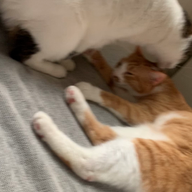 優しい花ちゃんの画像