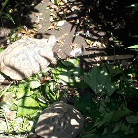 セマル・ヘルマン成体の画像