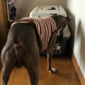 お出掛けの画像