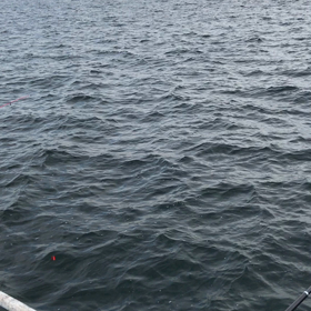 逃した魚は、大っきい。何が　かかったのか　わからないままの画像