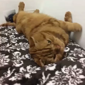 てへぺろの画像