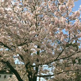 夜な夜な徒然✍️桜の画像