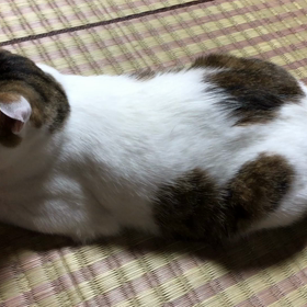 朝練とアンプのこと、実家の猫ハートくんの画像