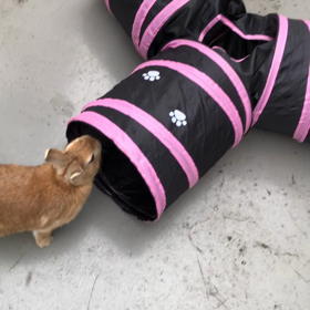 トンネル相当気に入ってくれたみたいです♡の画像