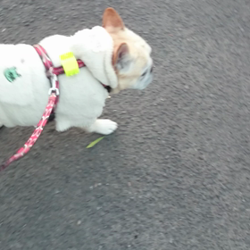 フレブルは肥満じゃない(怒)の画像