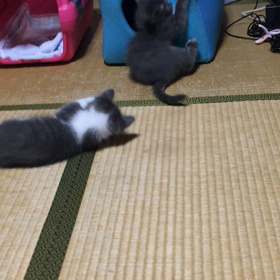 俺、親猫になる 128の画像