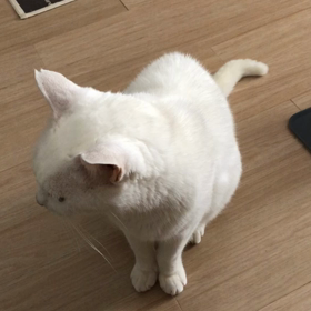 初めての健康診断前のシロの画像