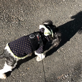 今日のお散歩！の画像