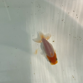 猛暑‼️酷暑へ！！の画像