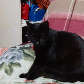 ふみふみの画像