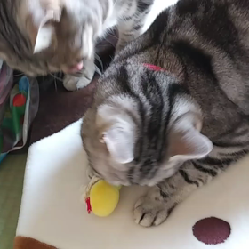 マタタビ人気の画像