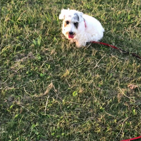 サッカーボールにびびりんぼの画像