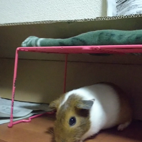 何を伝えたいの？の画像