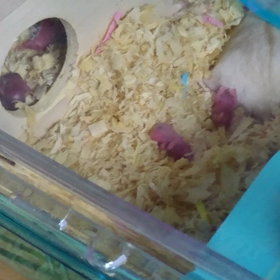 サクラの子供の画像