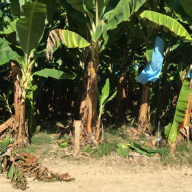 バナナ生活中！！の画像