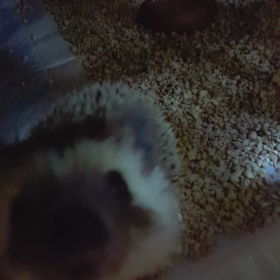 グイグイ寄ってくるすなおの画像