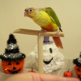 ウロコインコちゃんもジャンプ♫の画像