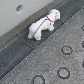 誕生日の朝、リリーと散歩、の画像