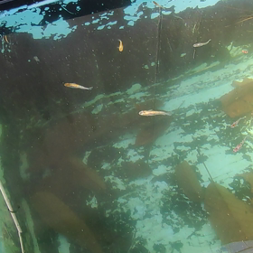 違ってました(ﾉ∀`)の画像