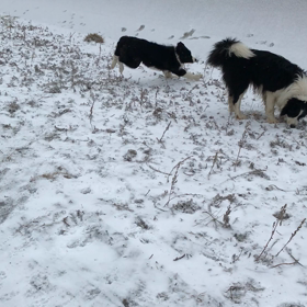 8兄弟最後の子犬の画像