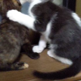 葉月くんと灯ちゃんの画像