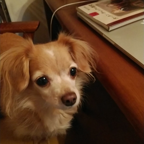 ジャーキーの画像