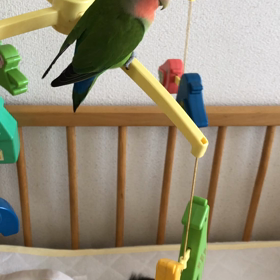 おもちゃになったぴーちゃんの画像