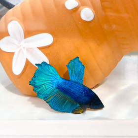 オパールのような輝きの熱帯魚キラ君の画像