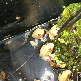 生存戦略の画像