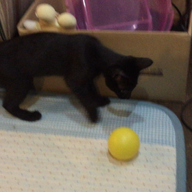 黄色のボールの画像