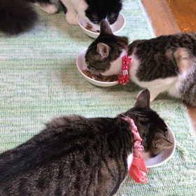 雪ちゃんの面会日の画像